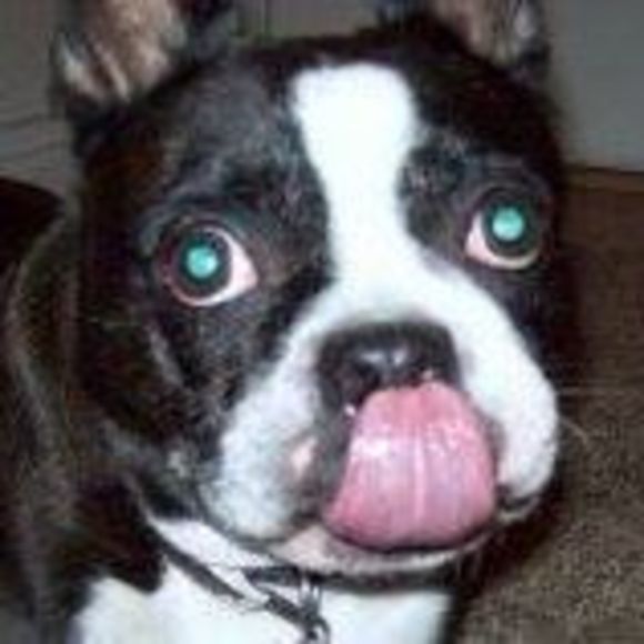 pugbuddy123